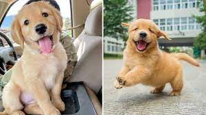 Johnny a labrador retriever/rhodesian ridgeback puppy via shiba inu. Funniest Cutest Golden Retriever Puppies 6 Funny Puppy Videos 2020 Youtube