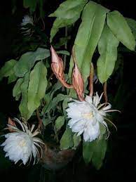 Lady Of The Night Orchid Cactus Plants Amazing Flowers