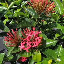 Image result for Ixora narcissodora