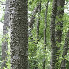 Image result for Celtis