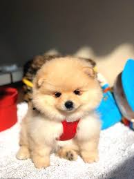 pomeranian yavru kopek pomeranian yavrusu kopek