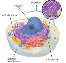 What does the flagellum do? The Make Up Of A Eukaryotic Animal Cell Showing Mitochondrion Nucleus Flagellum Ribosomes Cytoplasm And Plasma Membra Plasma Membrane Animal Cell Membrane