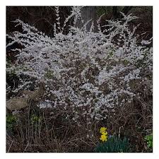 Sneeuwforsythia Witte Forsythia Abeliophyllum Distichum Groenblijvende Struiken Struiken Planten Maantuin