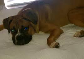 17,044 likes · 13 talking about this. Boxer Puppies Pets And Animals For Sale Orlando Fl