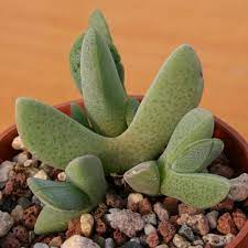 Cheiridopsis Purpurea Mimicry Plant Cactus Succulents Hardy To 30 Degrees Full Sun To Light Shade Magenta Pink Succulents Plants Planting Succulents