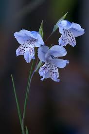 Gladiolus Gracilis Blue Flower Form Blue Flowers Pretty Flowers Beautiful Flowers