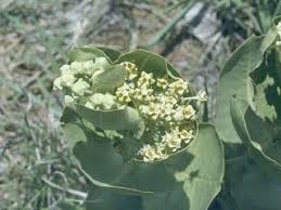 Asclepias Latifolia Broadleaf Milkweed With Images Asclepias Milkweed Seed Bank