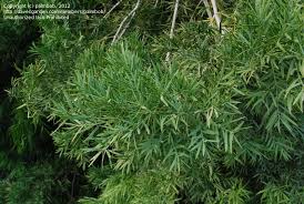 Image result for Afrocarpus usambarensis