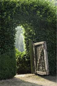 Hainbuche Carpinus Betulus Hainbuchenhecke Gunstig Online Kaufen Hainbuchenhecke Sichtschutz Garten Gunstig Hainbuche
