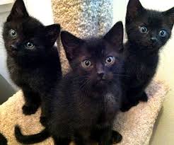 Black And White Kittens For Sale Essex Cats Kittens Cats And Kittens Cute Animals