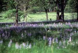 Check spelling or type a new query. Allegan State Game Area Alchetron The Free Social Encyclopedia
