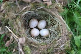 Auch wenn es ihnen schwer fällt: Die Vogel Nisten Mit 4 Eier Lizenzfreie Fotos Bilder Und Stock Fotografie Image 443777