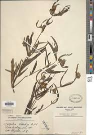 Image result for Aspilia kotschyi