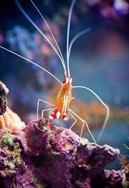 Scarlet Skunk Cleaner Shrimp Fish Under The Sea Saltwater Fish Tanks Salt Water Fish
