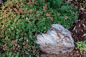 As a beautiful ground cover. 14 Best Low Maintenance Ground Covers