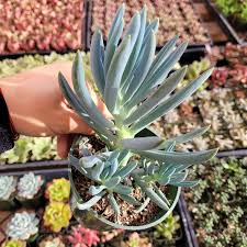 Image result for tbn:HNtrRnQBmFuaxM::www.bluechopsticks.com/img_large/800CC_0805S1015.jpg