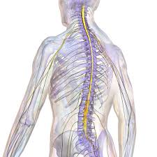 Image result for Spinal Trauma