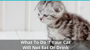 I am at home, too. Help My Cat Won T Eat Or Drink What To Do When Kitty Refuses