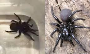 Maybe you would like to learn more about one of these? Sydney Homeowner Finds The Most Dangerous Spider In The World In His Apartment Daily Mail Online