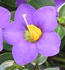 Image result for Exacum