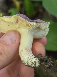 Image result for Russula mariae