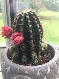 The gardens were among the best i've seen anywhere, and what nurseries on earth can begin to compare with the dutch bulb growing fields? What Are These Balls Growing All Over My Cactus Succulents