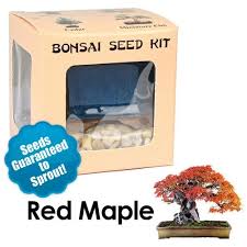 Off (6) american red maple bonsai tree seeds 100pcs. Red Maple Bonsai Seed Kit Eve S Garden Gifts