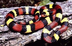 Florida Venomous Snakes And Poisonous Spiders Gators And Stinging Insects Poisonous Snakes Snake Milk Snake