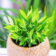 Image result for Pogonatherum paniceum