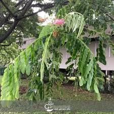 Image result for Samanea saman