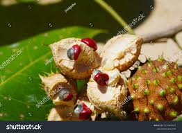 Image result for Lindackeria