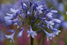 Agapanthus Dr Brouwer Lily Of The Nile Dr Brouwer African Lily Dr Brouwer Blue Flower Purple Flower Blue Agapanth African Lily Cool Plants Plants