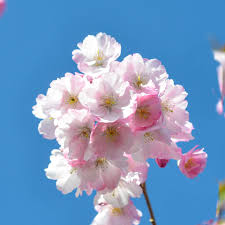 Trees to fill every need. Buy Prunus Accolade Online Southern Woods