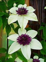 Image result for Clematis uhehensis