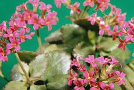 How To Identify Kalanchoes Plants Kalanchoe Blossfeldiana Edible Garden