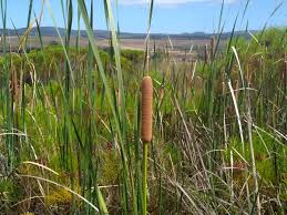 Image result for Laurembergia repens