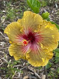 Image result for Hibiscus rosa-sinensis