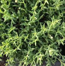 Image result for Senecio consanguineus