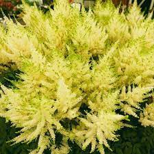 Astilbe Mojito K Van Bourgondien Wholesale Plants In 2021 Wholesale Plants Astilbe Plants