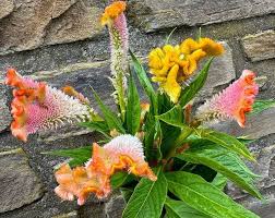 Image result for Celosia pandurata