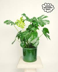 Image result for Cyphostemma tenuissimum