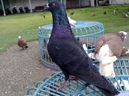 Ciri Ciri Burung Merpati Tinggian Yang Berkualitas Bagus Merpati Gambar Burung Burung