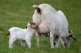 Official instagram for french goat cheeses. 10 Reasons To Ditch Goat Cheese And Choose Vegan Cheese Peta
