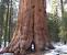 Trees In California