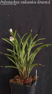 Image result for Polystachya vulcanica