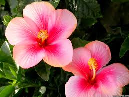 Image result for bunga raya wallpaper