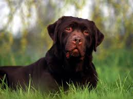 Animals Wallpapers For More Animals Wallpapers Visit My Website Http Www Locco Ro Or Follow Me Here On Pintere Labrador Retriever Dog Breeds Rottweiler Dog