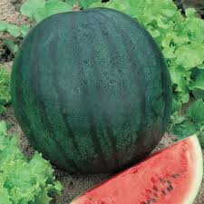 Germinating watermelon seed lefroy valley magazine june 2003. Sugar Baby Watermelon Seeds Watermelon Seeds For Planting