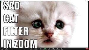How To Get A Cat Filter In Zoom Youtube