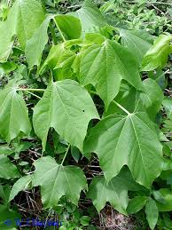 Image result for Jatropha curcas